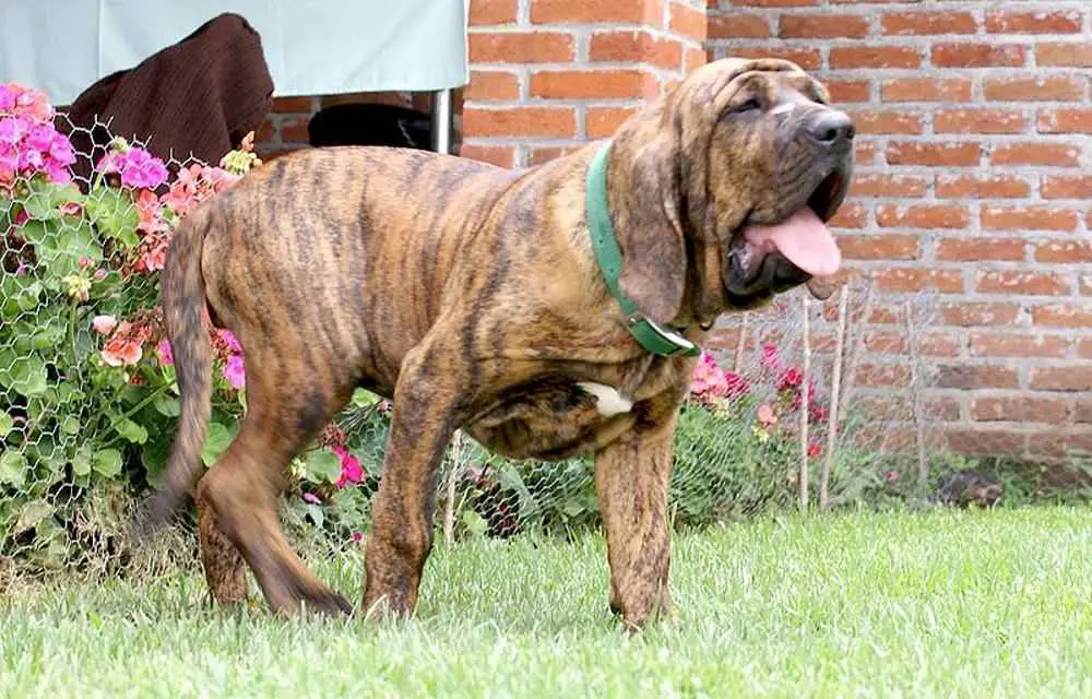 Fila Brasileiro