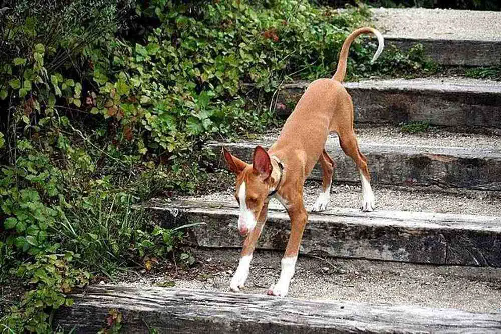 Ibizan Hound