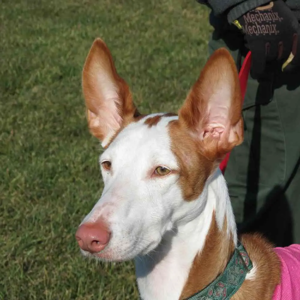 Ibizan Hound