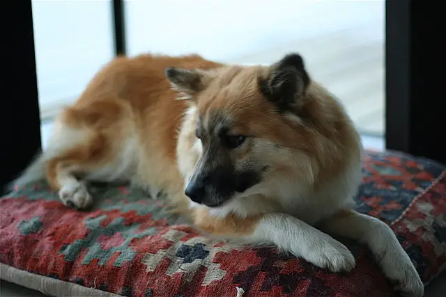 Icelandic Sheepdog