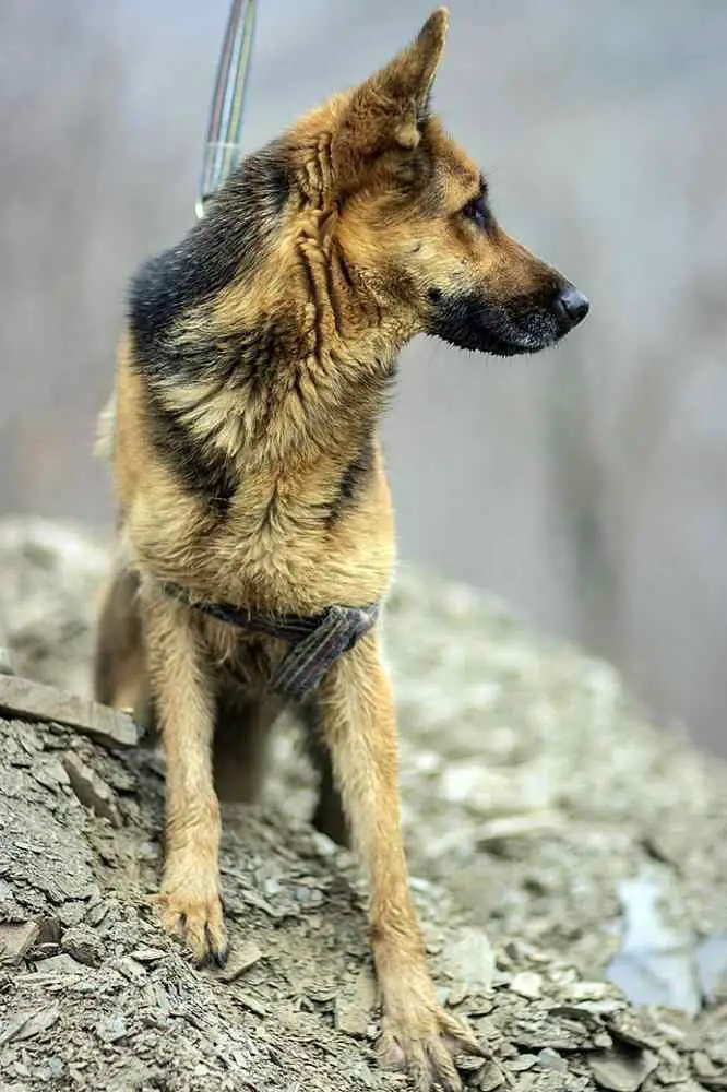 King Shepherd