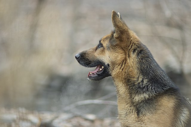 King Shepherd