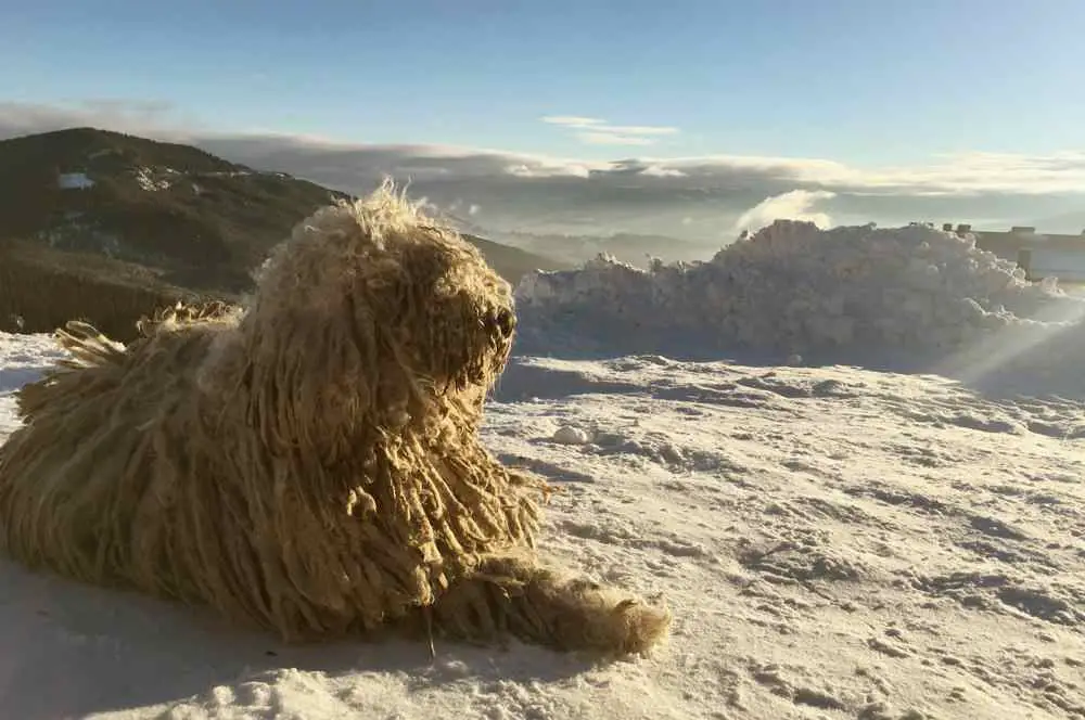 Komondor