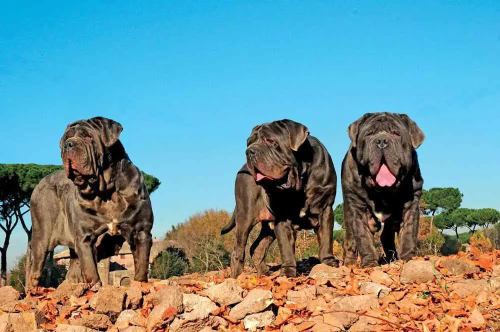 Neapolitan Mastiff