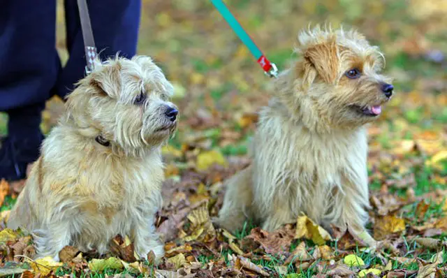 Norfolk Terrier