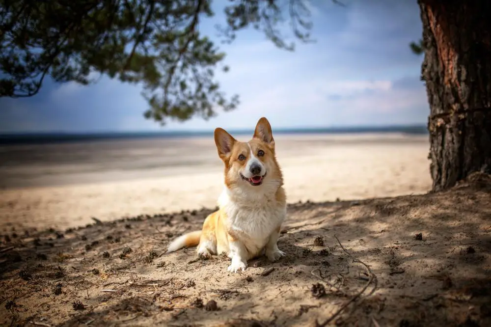 Pembroke Welsh Corgi