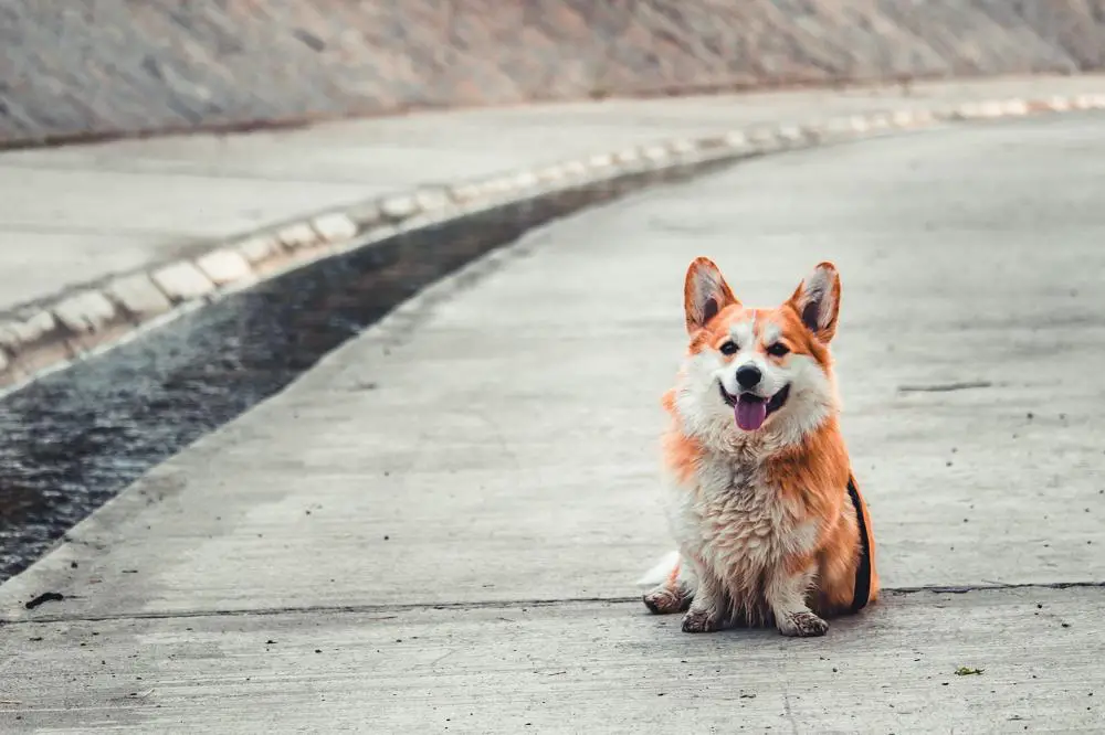 Pembroke Welsh Corgi