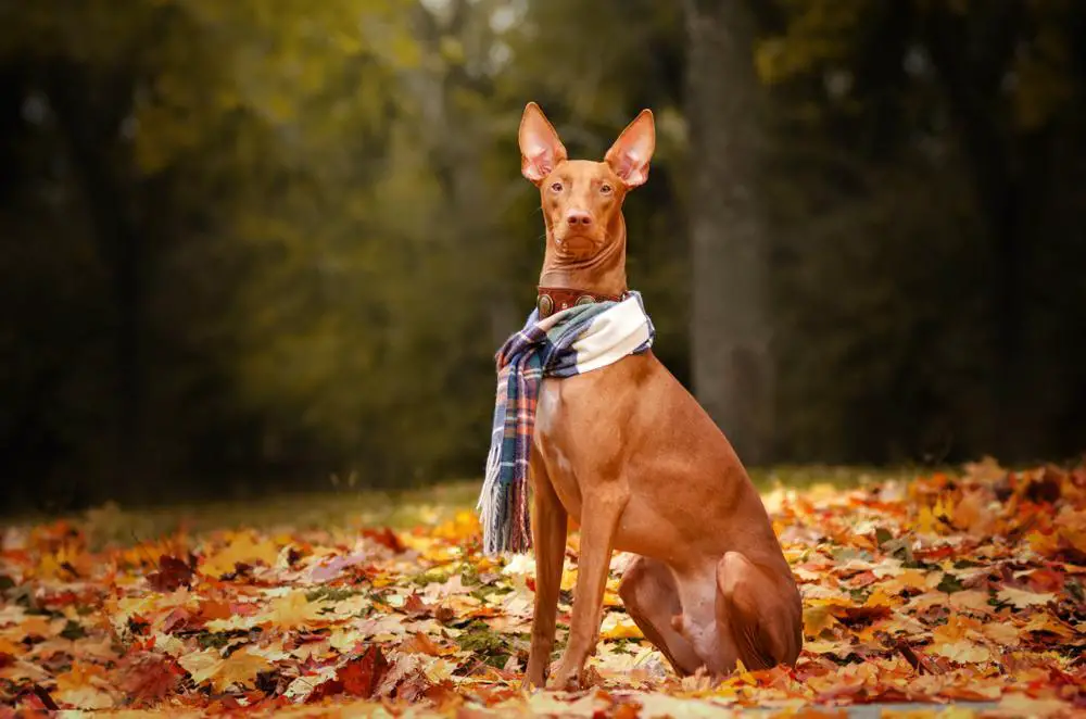 Pharaoh Hound