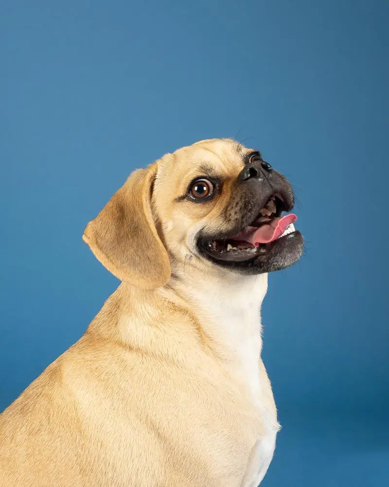 Puggle