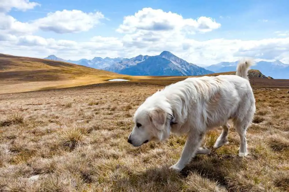 Pyrenean Mastiff