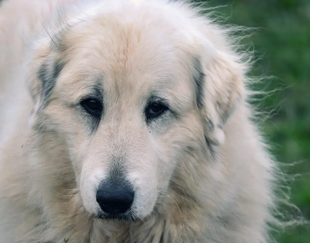 Pyrenean Shepherd