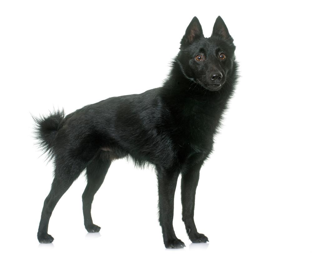 Schipperke