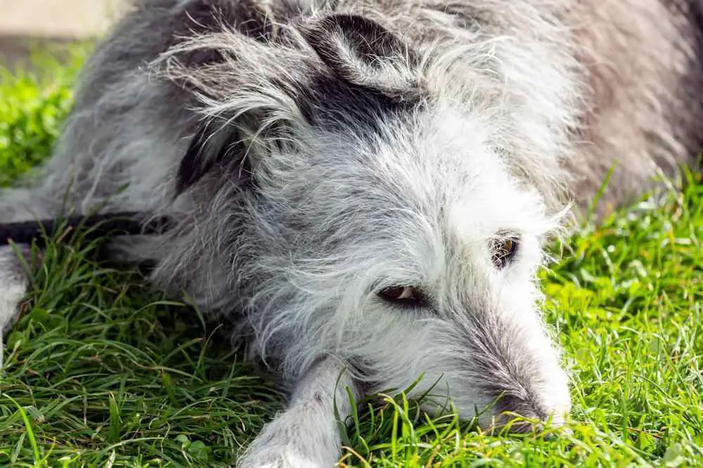 Scottish Deerhound