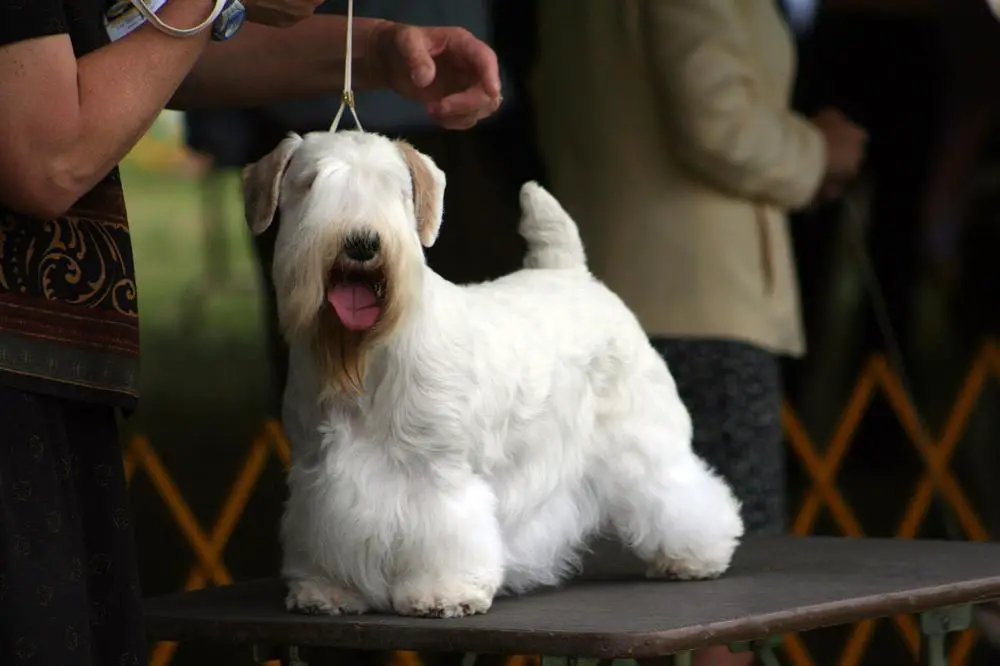 Sealyham Terrier