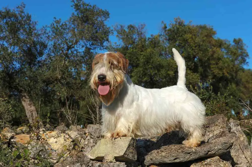 Sealyham Terrier