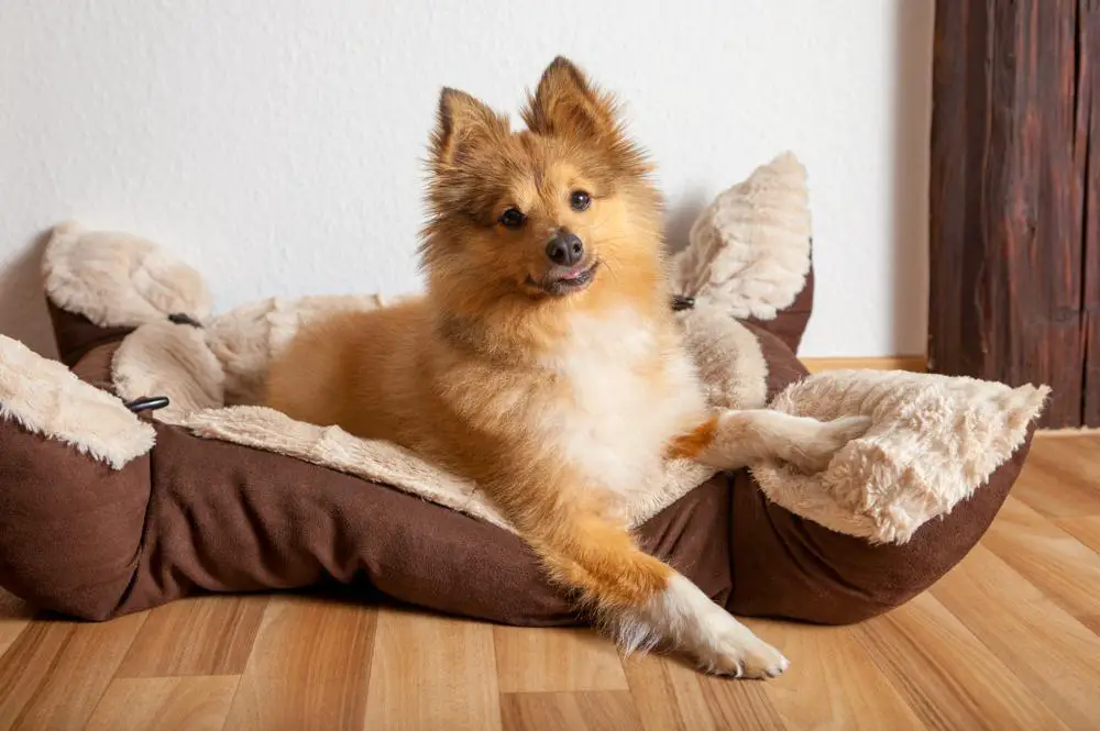 Shetland Sheepdog