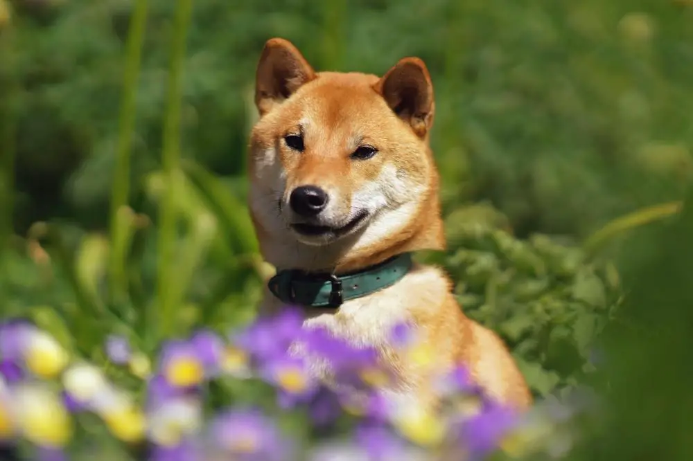 Shiba Inu