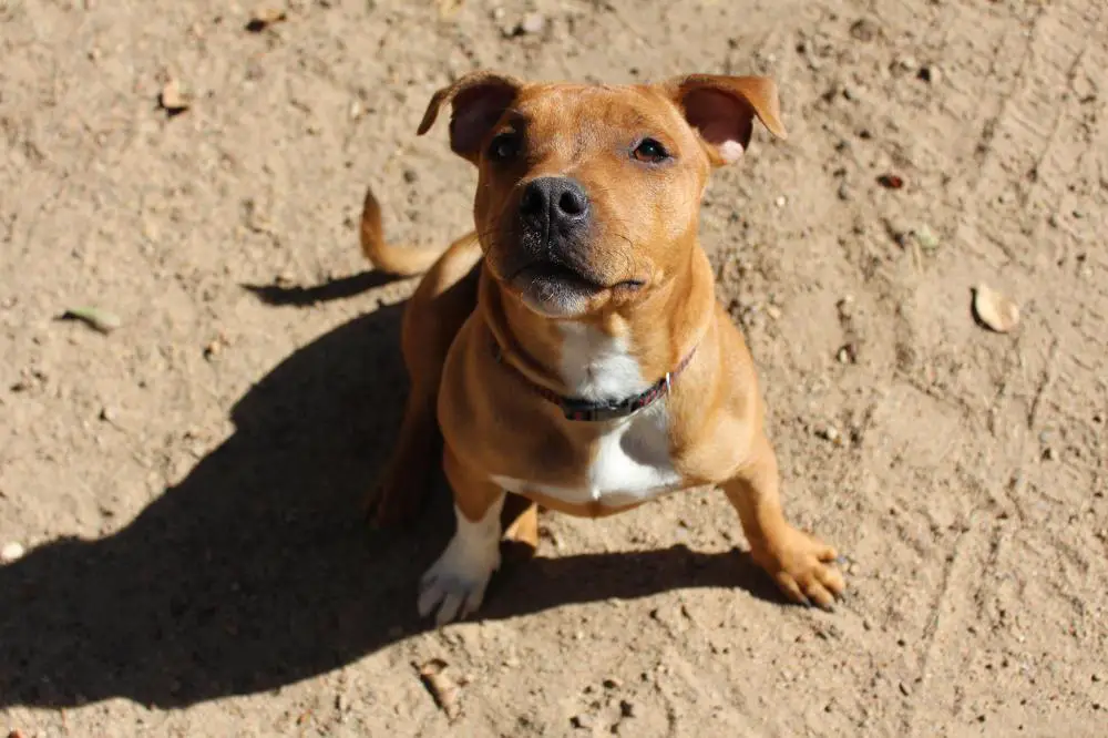 Staffordshire Bull Terrier