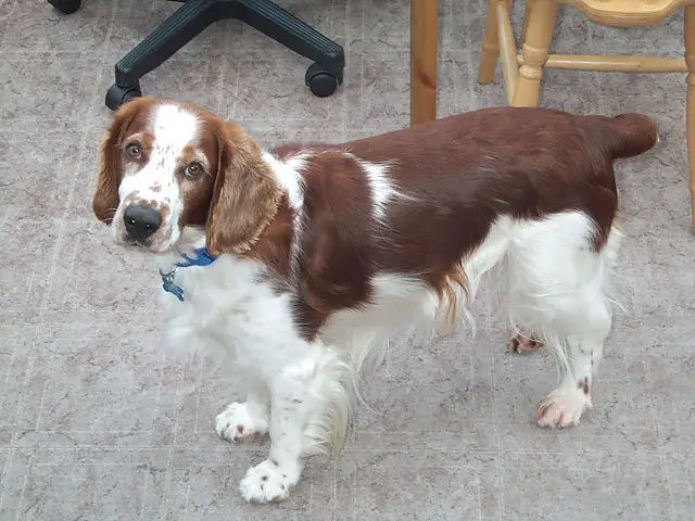 Welsh Springer Spaniel