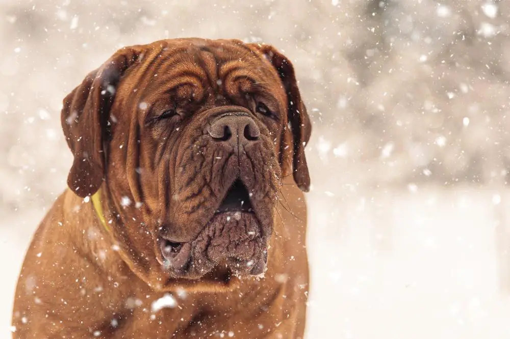 Dogue de Bordeaux