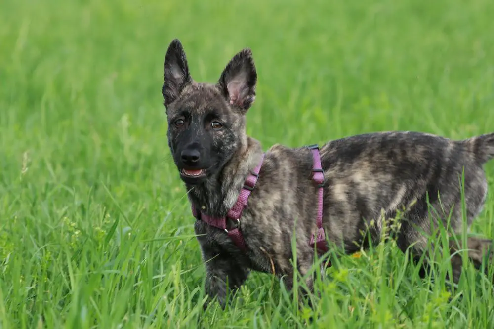 Dutch Shepherd