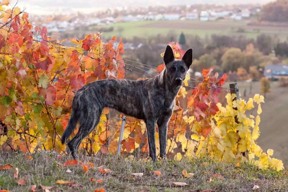 Dutch Shepherd