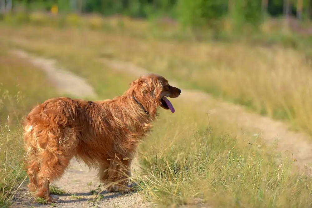 English Cocker Spaniel