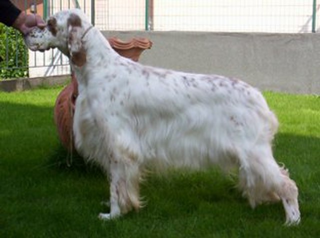 English Setter