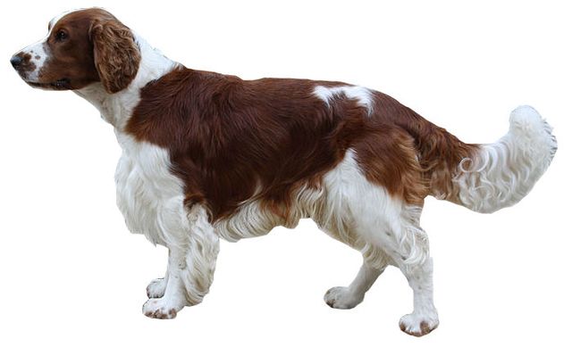 English Springer Spaniel