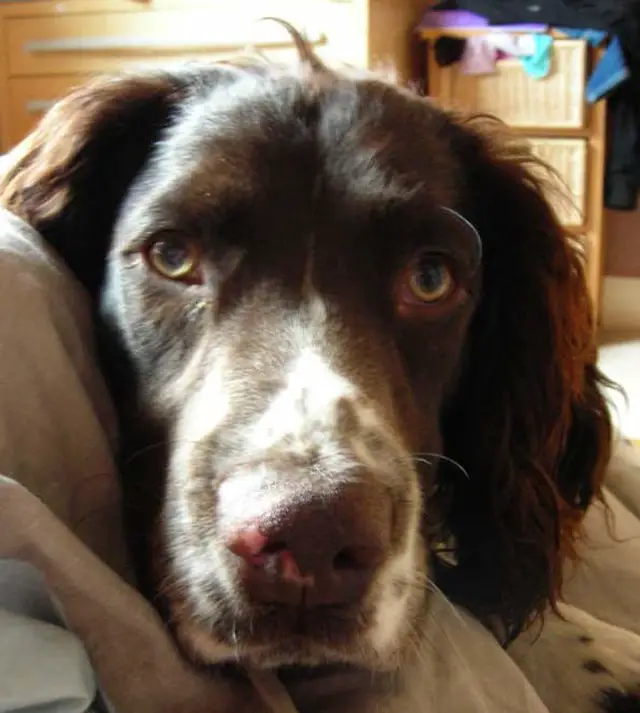 English Springer Spaniel