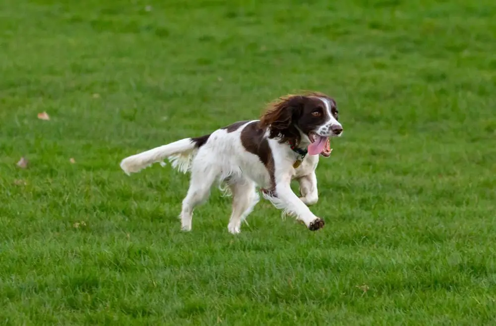 English Springer Spaniel