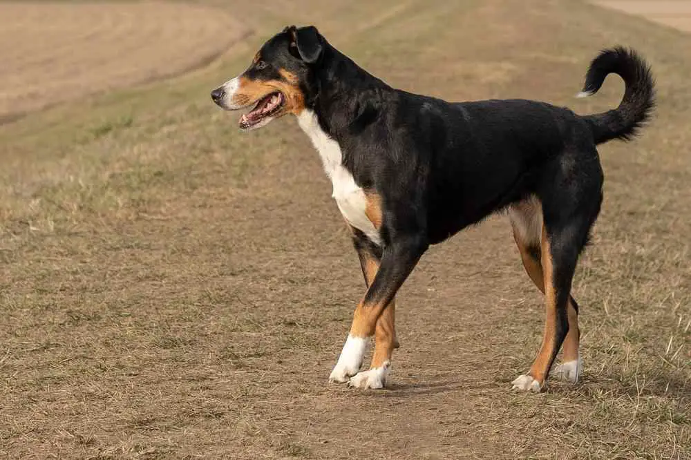 Entlebucher Mountain Dog