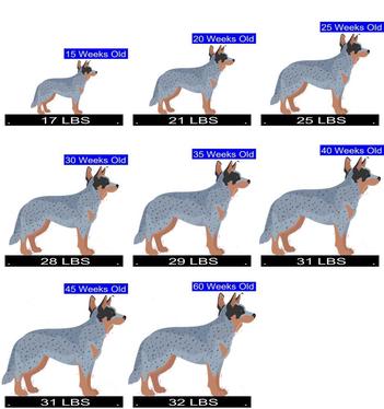 https://petcalculator.com/wp-content/uploads/images/female-australian-cattle-dog-growth-chart-LBS-new.jpg?ezimgfmt=rs:352x374/rscb3/ngcb3/notWebP