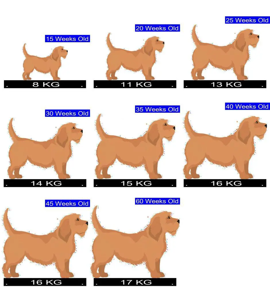 Basset Fauve De Bretagne Growth Chart Basset Fauve De Bretagne Weight 