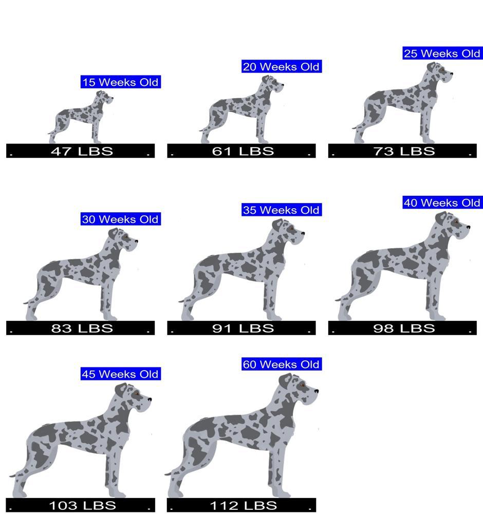 How Much Should Great Dane Weigh Great Dane Weight Calculator 