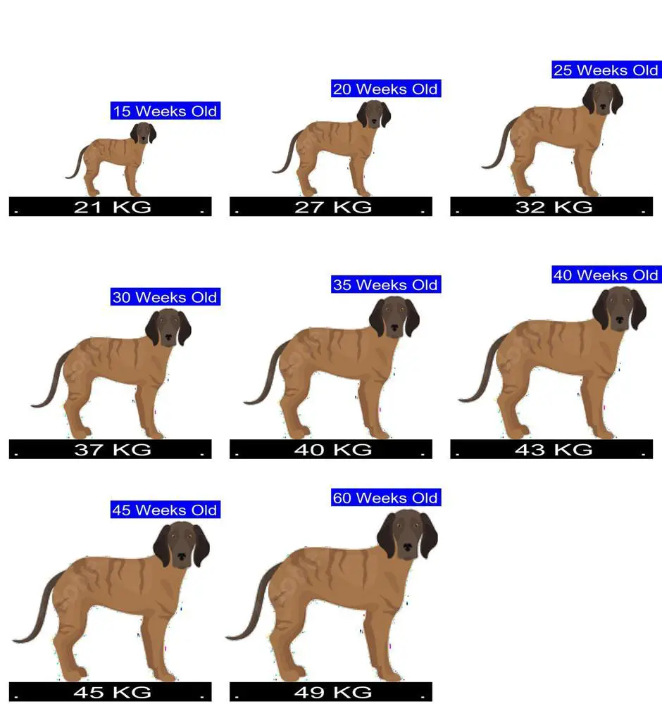 Hanoverian Scenthound Growth Chart. Hanoverian Scenthound Weight 