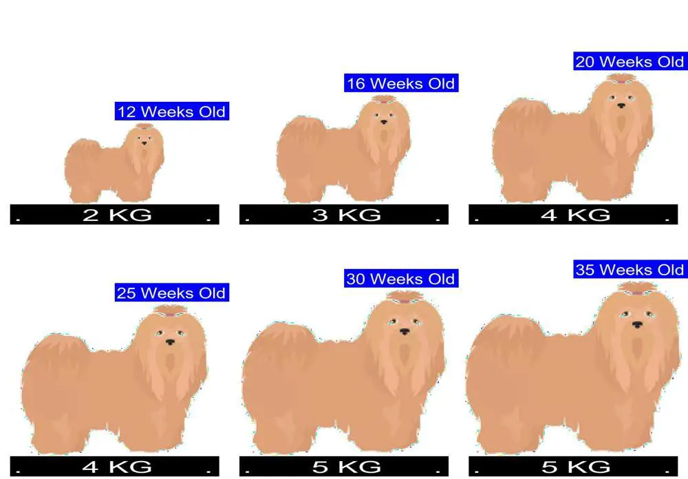 Lhasa Apso Growth Chart. Lhasa Apso Weight Calculator.