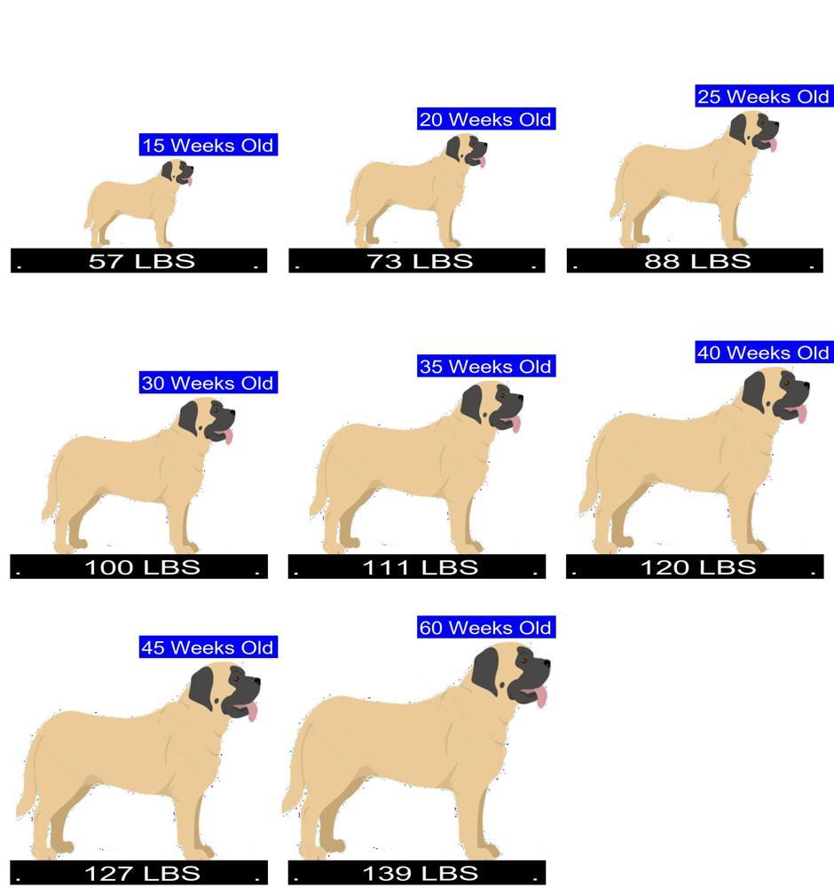 How Much Should Mastiff Weigh Mastiff Weight Calculator How Much Should Mastiff Weigh Mastiff Weight Calculator