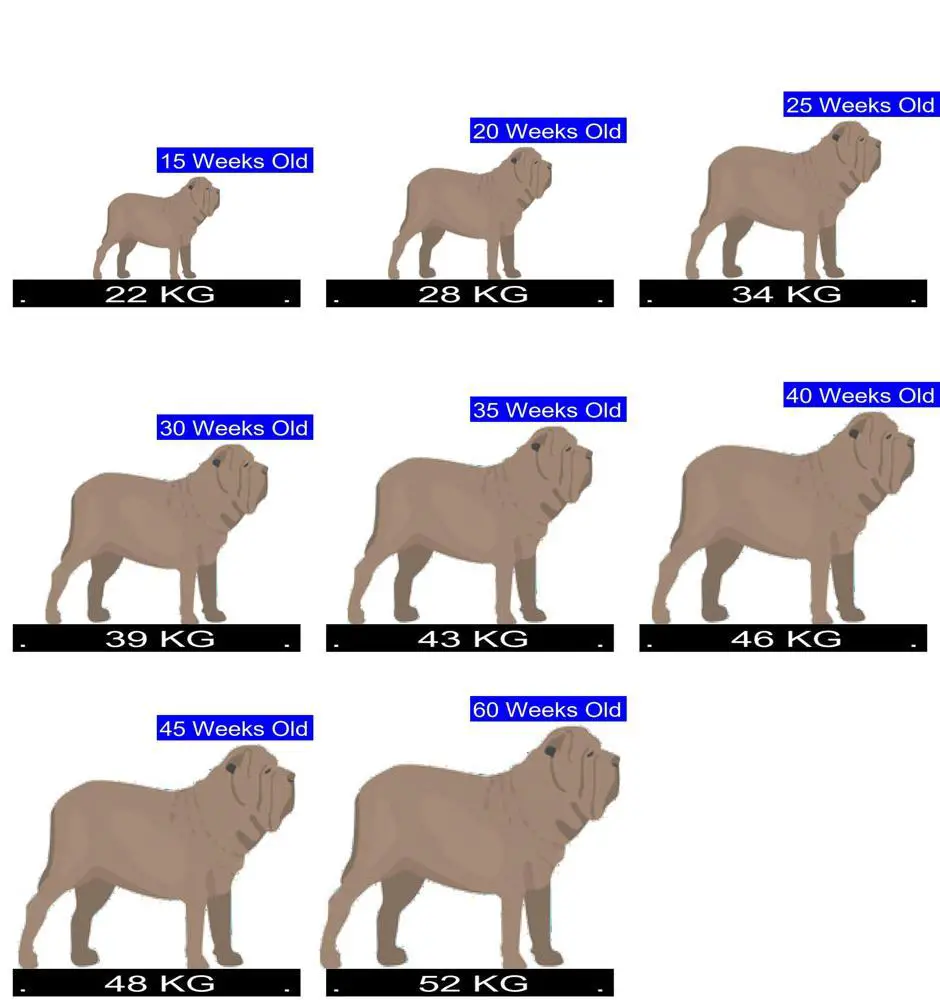 Neapolitan Mastiff Growth Chart. Neapolitan Mastiff Weight Calculator.