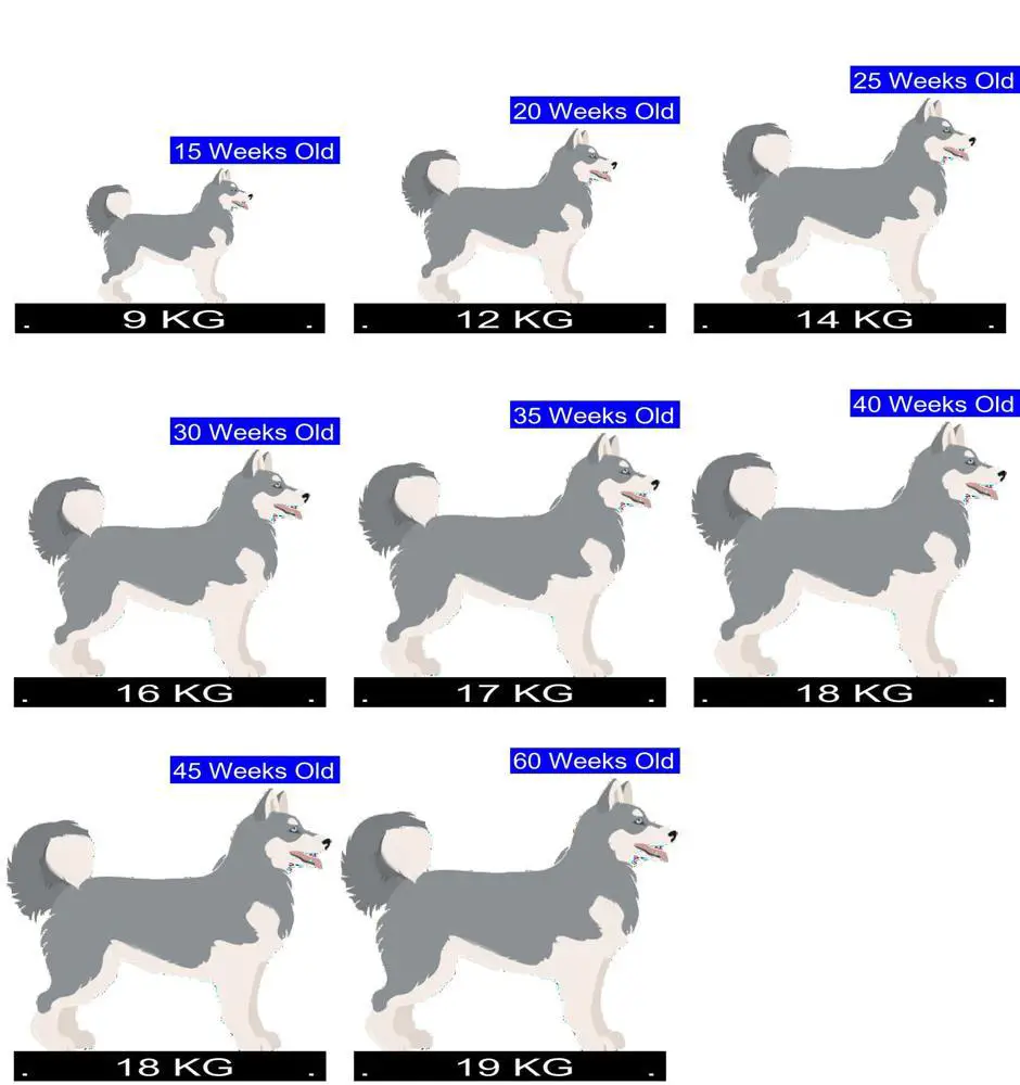 Siberian Husky Growth Chart. Siberian Husky Weight Calculator.