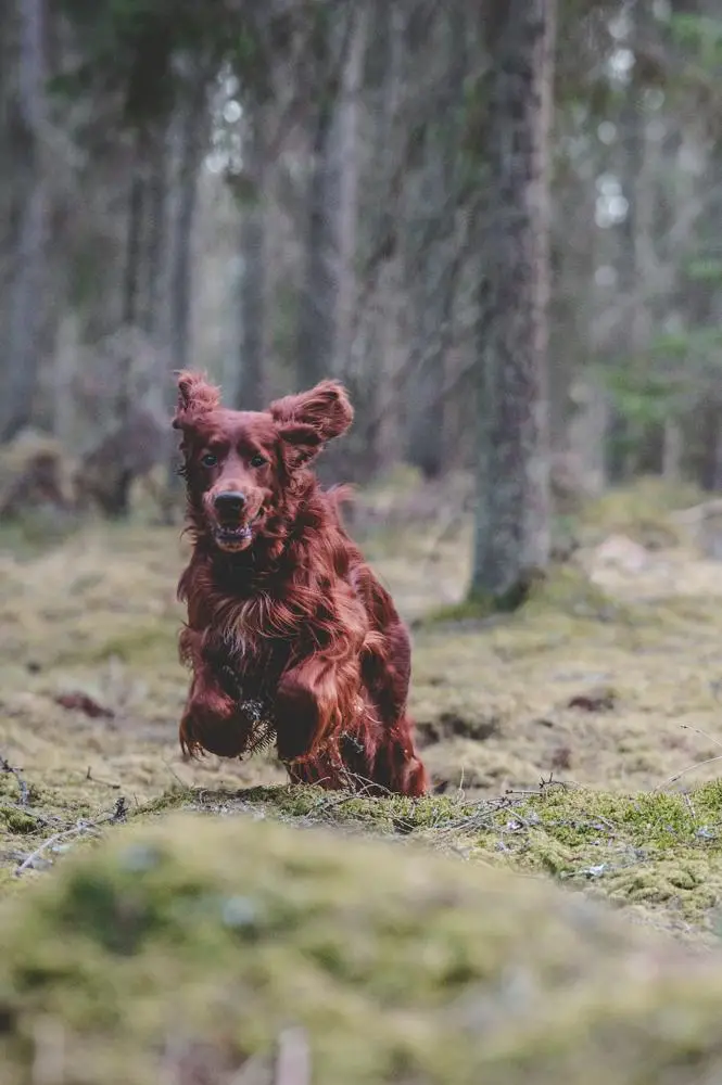 Field Spaniel