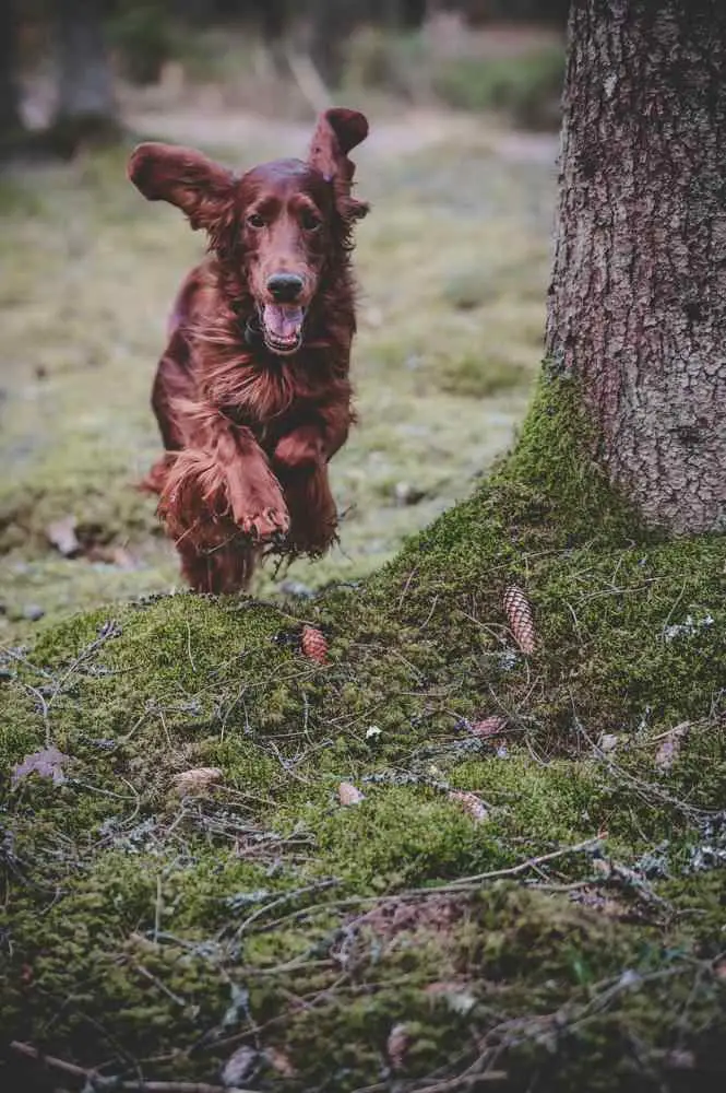 Field Spaniel