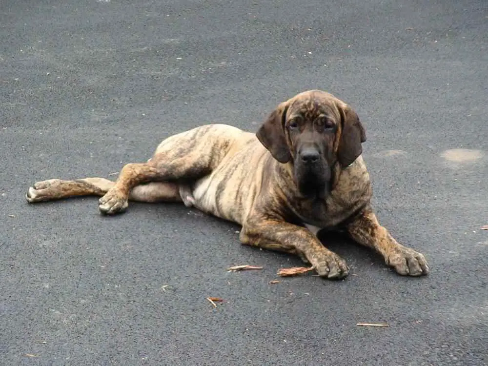 Fila Brasileiro