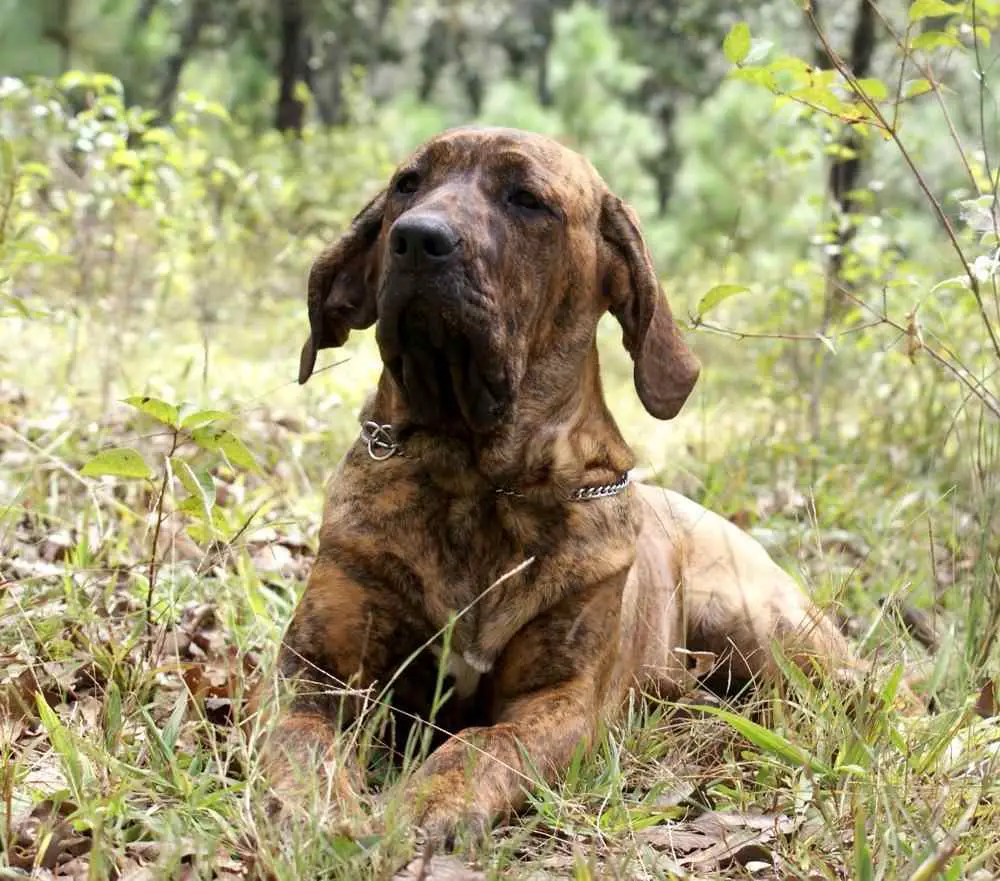 Fila Brasileiro