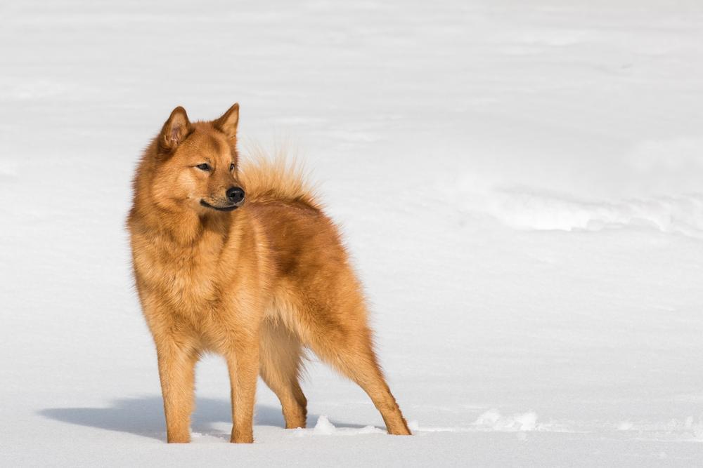 Finnish Spitz