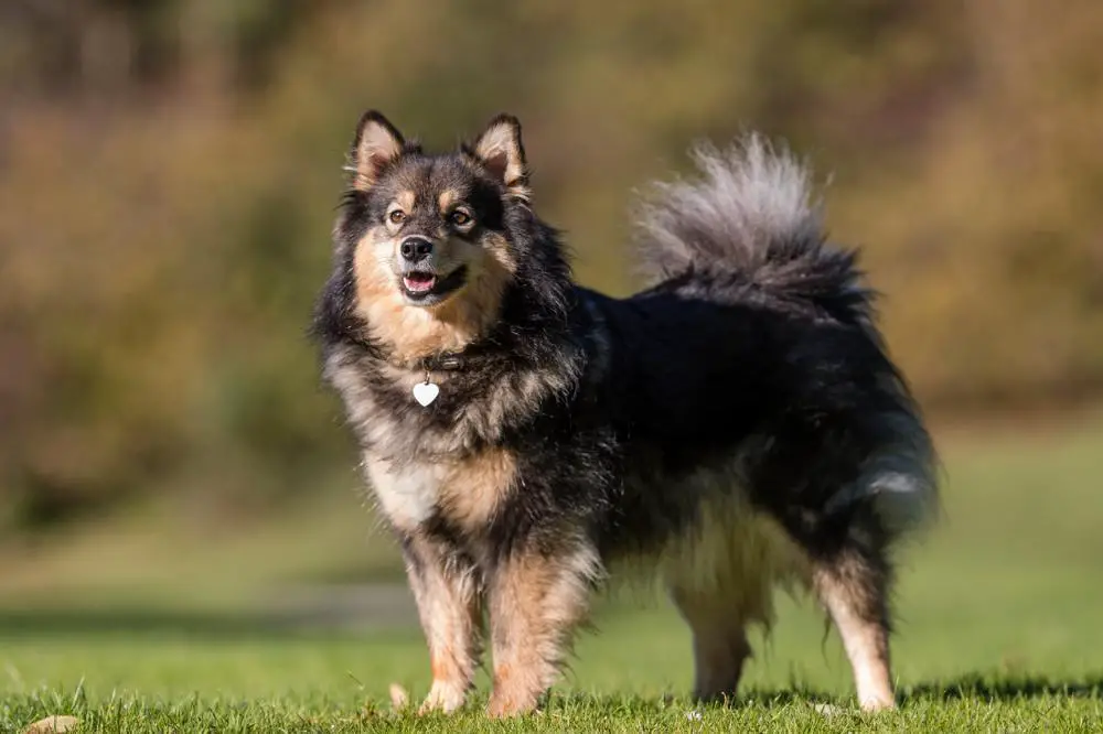 Finnish Spitz