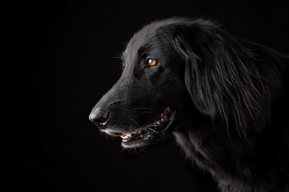 Flat-Coated Retriever