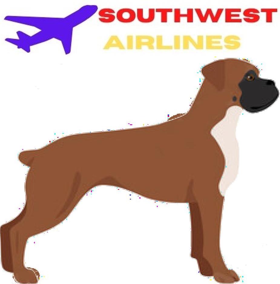 Can you Fly with Boxer on an Airplane?