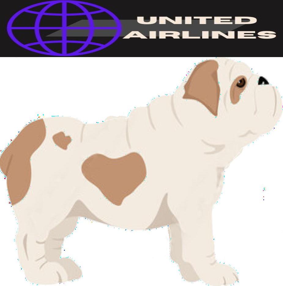 Can you Fly with Bulldog on an Airplane?