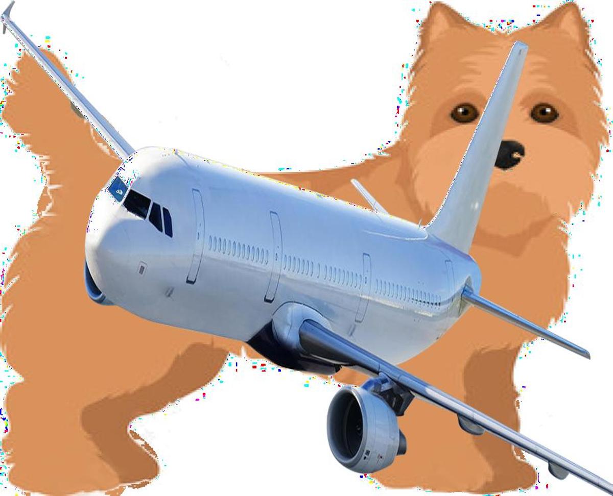 How to Travel with Cairn Terrier on an Airplane (Travel Crate Size
